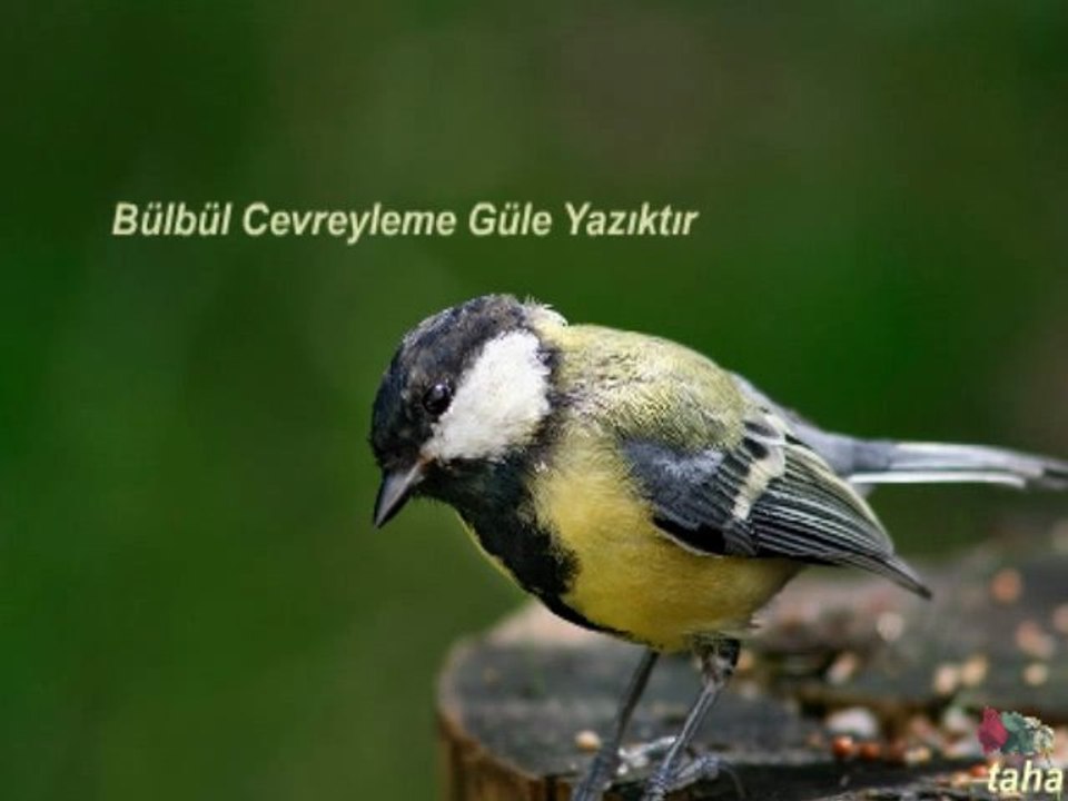 Derdim Coktur Hangisine Yanayim - www.tahapinar.com