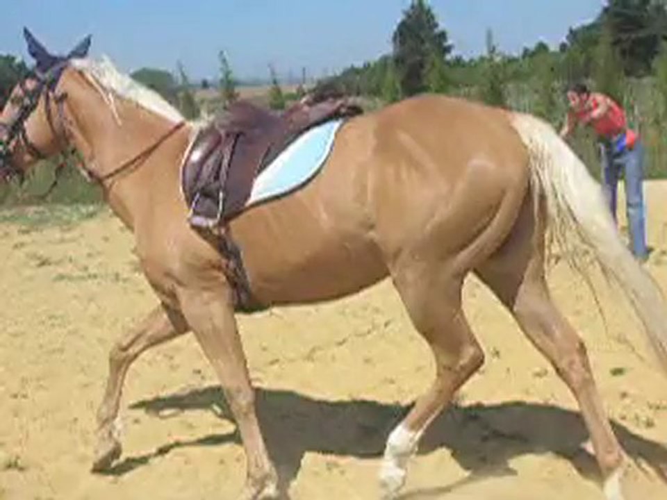 Tiz galop droite