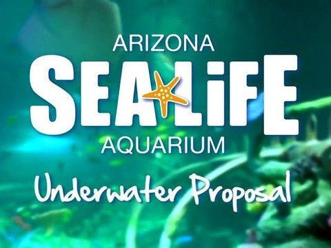 Underwater Wedding Proposal At SEA LIFE Arizona