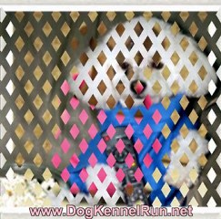 Buy The Official "Snuggie™ For Dogs" Get 2 Free Bonuses!