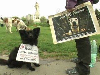 Arabic-Web-Romanians debate fate of stray dogs