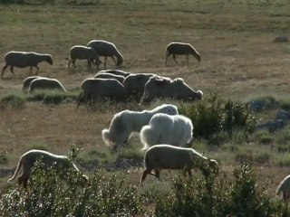 LES GARDIENS DE NOS TROUPEAUX (DREAL)