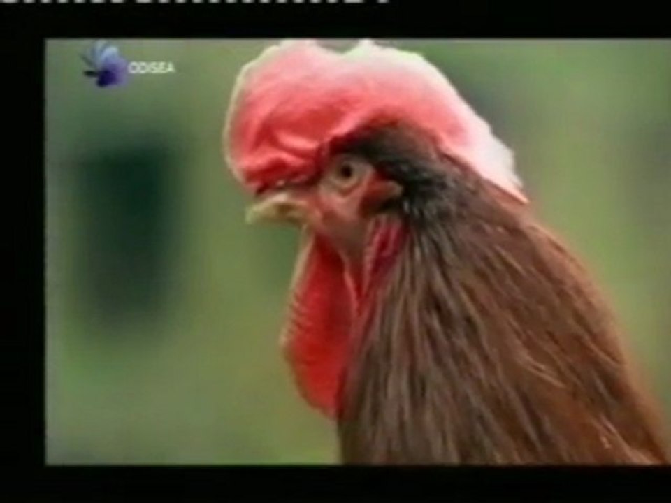 George: La gallina hermafrodita