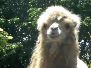 Une visite au zoo de Maubeuge