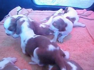 Chiots welsch springer âgés de 16 jours