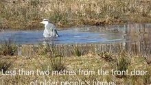 HERON TAKING A BREAK