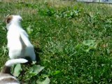femelle fauve blanc jexel