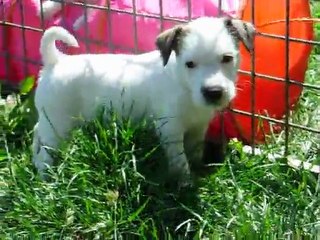 femelle fauve blanc cristal