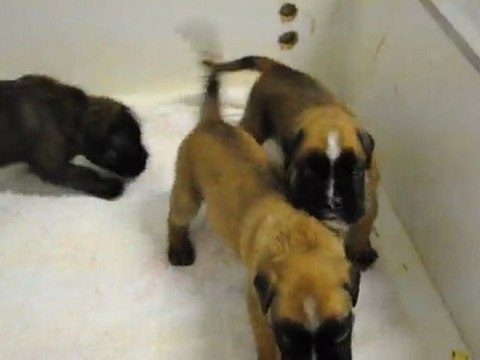 Les bébés de Comète et Darius