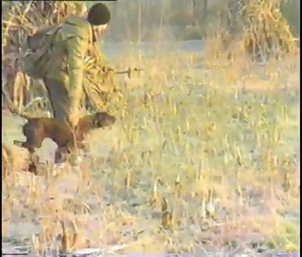 deutsch kurzhaar avyaban.com - ergo