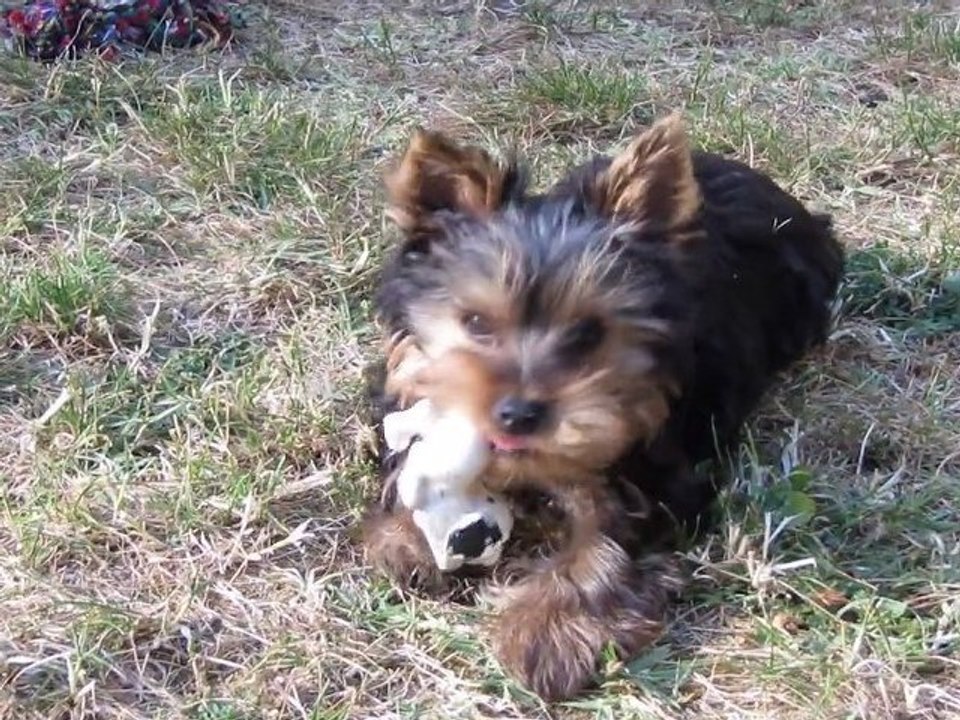 Gin Fizz et son Dalmatien