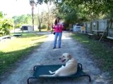 YouTube - How to use electronic-pager e-collar dog training Dogtra
