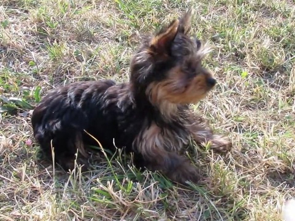 Gin Fizz et son Doudou