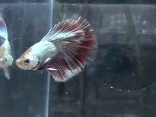 Red Dragon Platinum HM.1