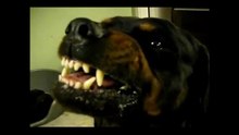Agresividad En Perros