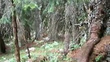 Real UNICORN found DEAD - Unbelievers will be ashamed now