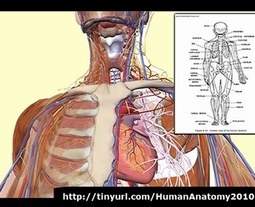 Human Anatomy & Physiology | Course