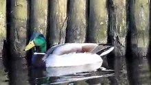 SHATTERED DREAMS - A Tragic DUCK Story