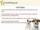 Jack Russell Terrier and Parson Russell Terrier - Are They Two Different Dog Breeds?
