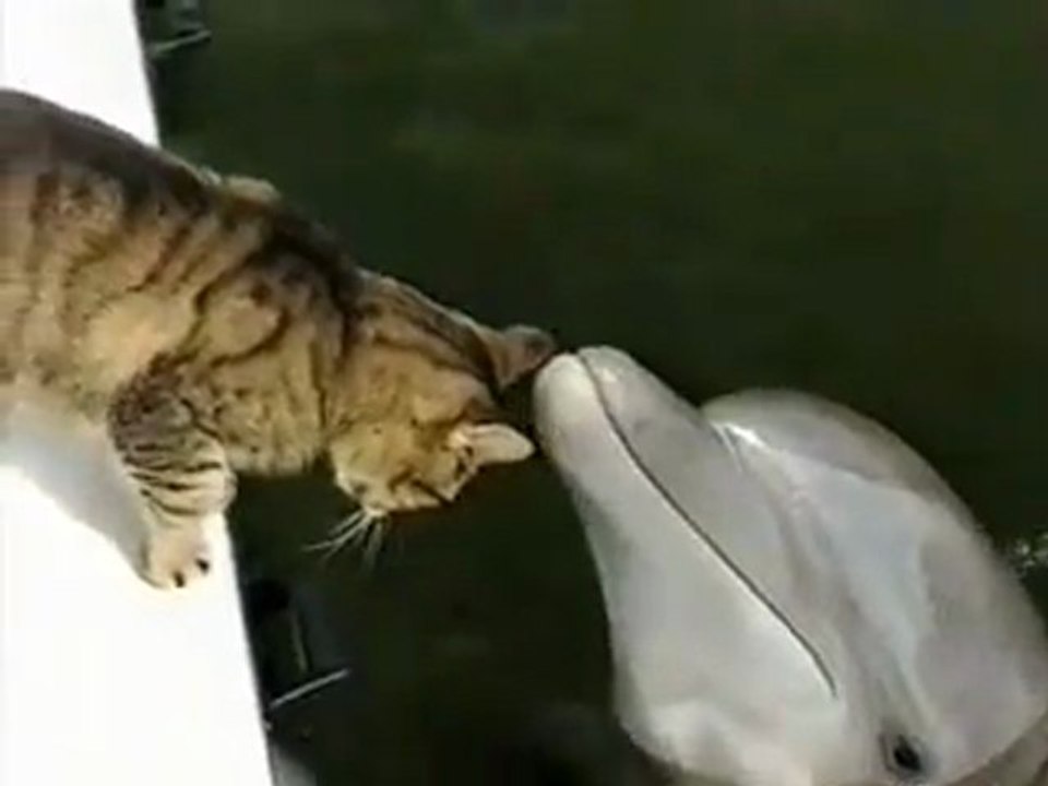 ❦Chat et dauphins qui jouent ensemble❦