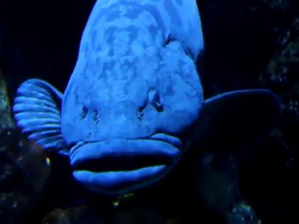 merou et   labre nettoyeur