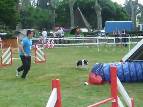 Cayenne Agility 1 Trophée par Equipe 2011