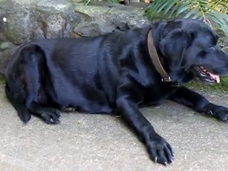 mouvements respiratoires chez le chien