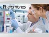 How do Pheromones Work?