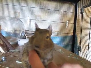 Gratouilles avec Pitchoune l'octodon