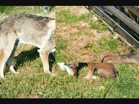 BBIndiana x Coyotte ( 6-7 semaines)