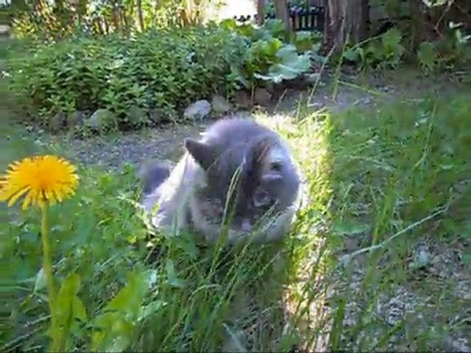 Film på Revis 23 Maj - 11.  Med musik.