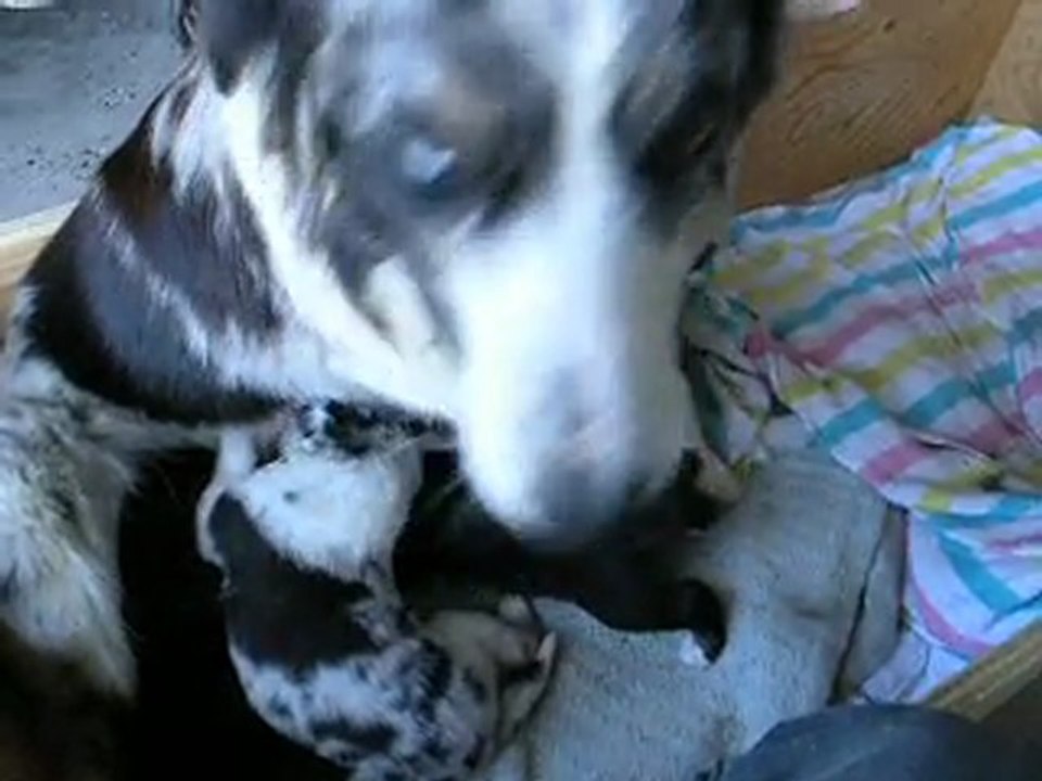 Portée maya chiots border collie croisés malamute16 jours