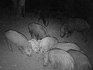 16 sangliers dans la compagnie