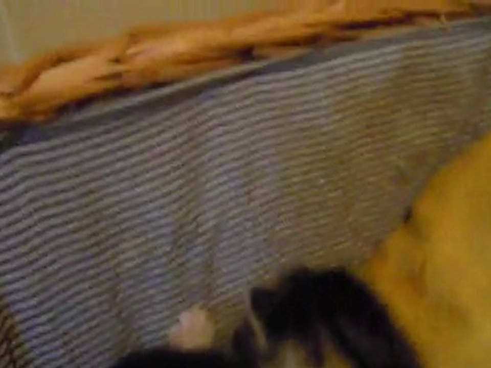 Kittens part 1