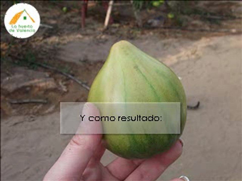Tomates online directos de la huerta a su casa