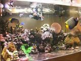 Chaos　Saltwater aquarium 0315