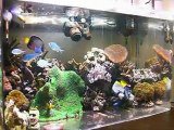Chaos　Saltwater aquarium 0318
