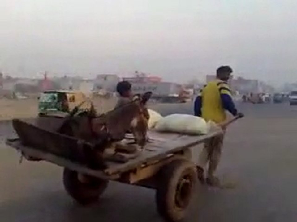 Donkey in India | Blixtech.com