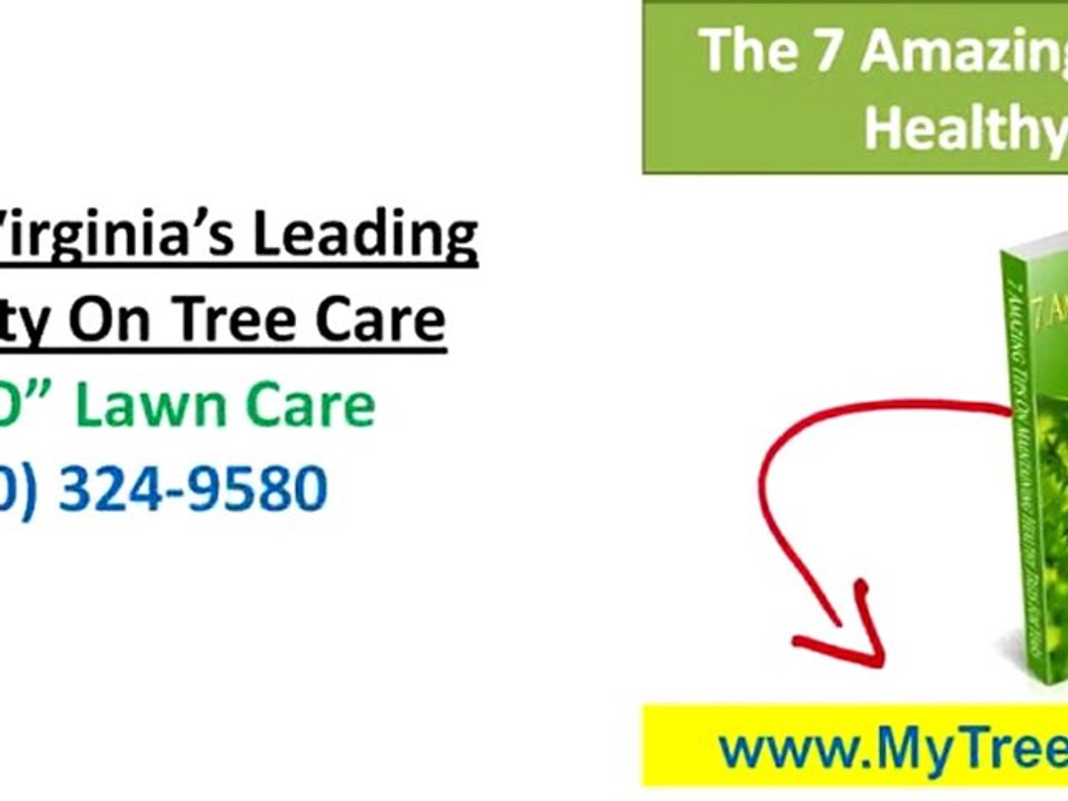 Tree Service Charlottesville|Find Arborist Charlottesville