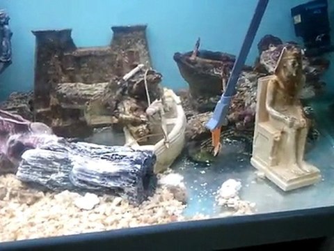 repas murene brune-2011-05-19-14-43-33