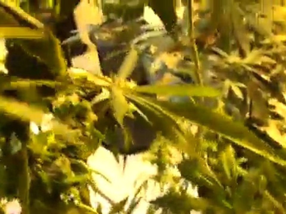 big sour diesel plant day 100