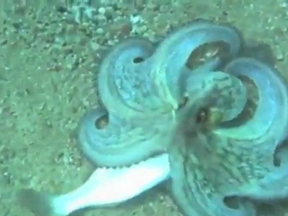 TV3 - El medi ambient / Gest natural - El gest d'Albert Arcas