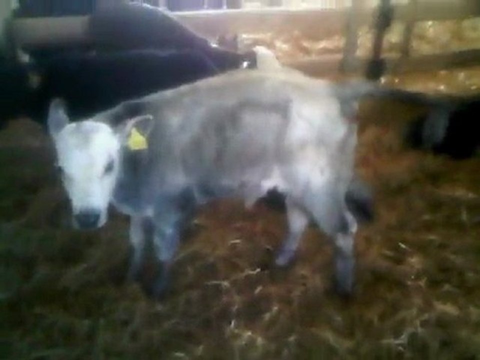 Damızlık Düve,iletişim: 0546 851 6657 Damızlık Düve Satılık , İthal Damızlık Düveler, İthal Damızlık Düve Pazarı Satışı