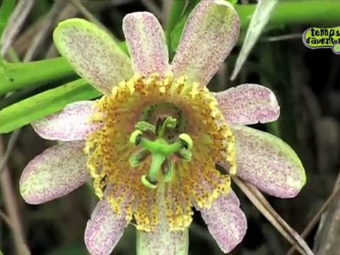 TV3 - Temps d'aventura - Salt Angel