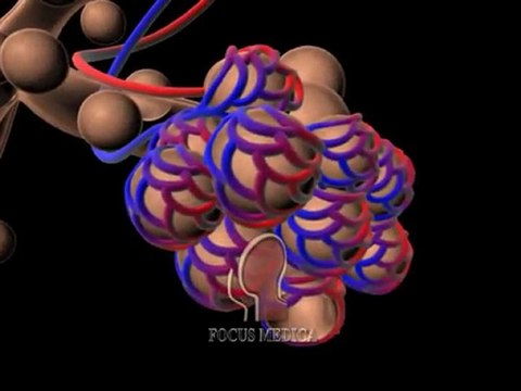 Chronic Obstructive Pulmonary Disease (COPD)