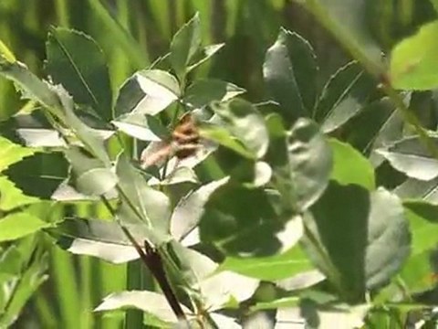 Promenade en petite Camargue - Reportage Azur Photos vidéos