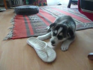 2011-05 Yuna achève tong et carotte