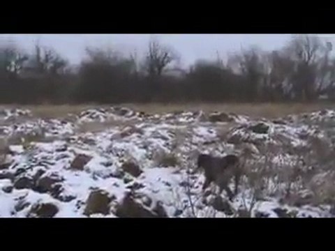 Kurzhaar Ferma avyaban.com - ergo