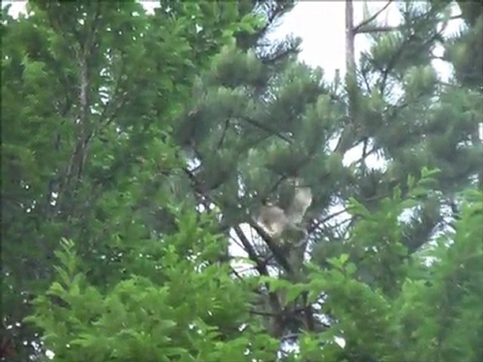 hibou moyen duc "les juvéniles"