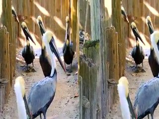 Pelicans Hangin' at the Suncoast Seabird Sanctuary in 3D